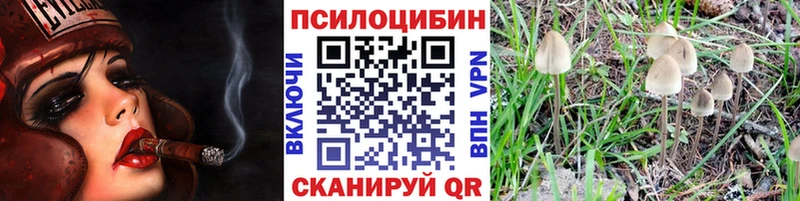 Купить где  Советск  Псилоцибиновые грибы Cubensis 